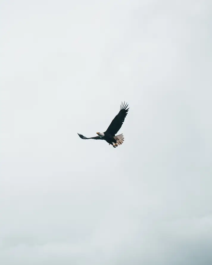 4k企鹅壁纸 - 鸟 - 天空 - 旋律「哲风壁纸」