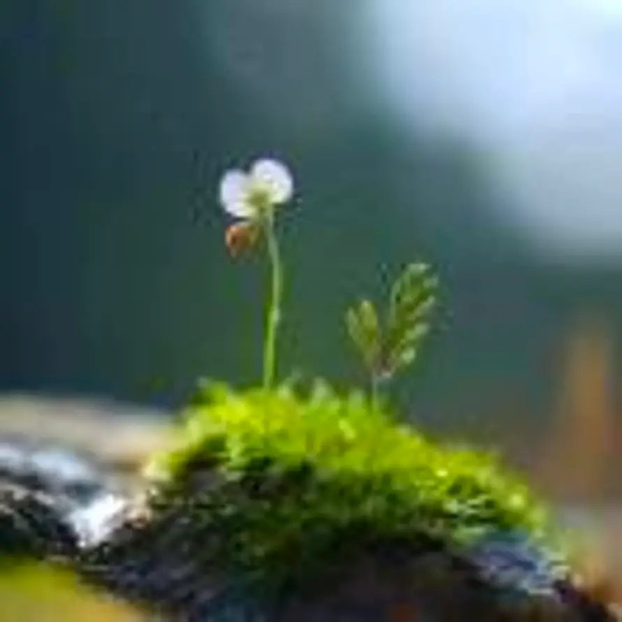 无名花的头像