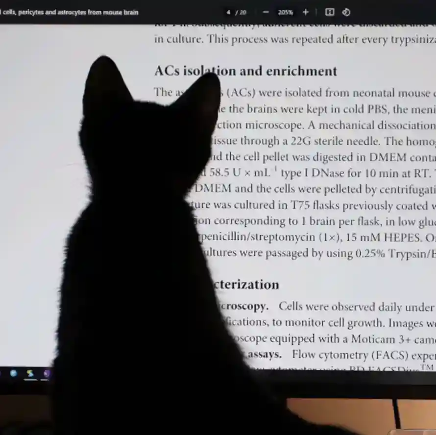 2k猫猫壁纸-艺术壁纸和-壁纸分享「哲风壁纸」