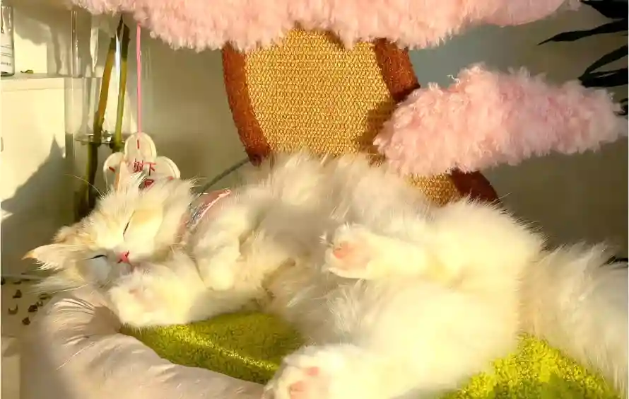 4k可爱壁纸 - 猫猫 - 电脑壁纸 - wallpaper「哲风壁纸」