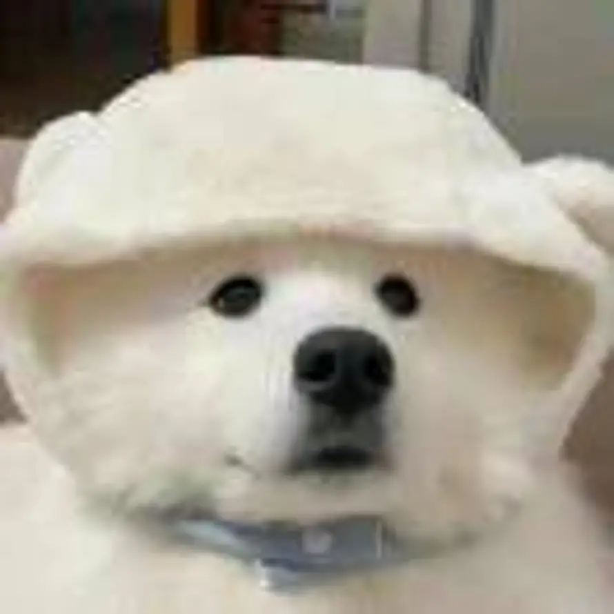 乐色狗的头像