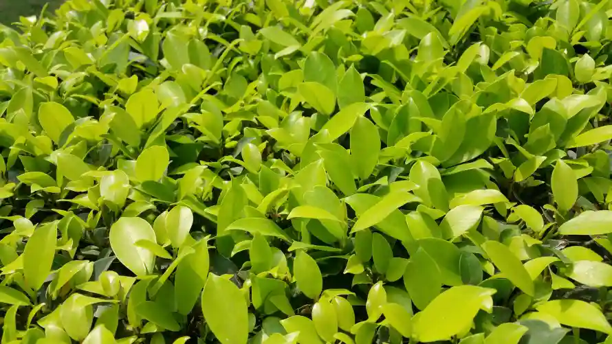 5k绿草壁纸-阳光照料 - 草丛-壁纸分享「哲风壁纸」