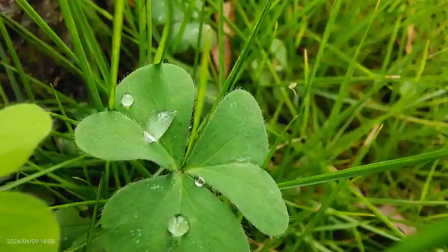4k植物壁纸 - 绿色 - 电脑壁纸 - wallpaper「哲风壁纸」