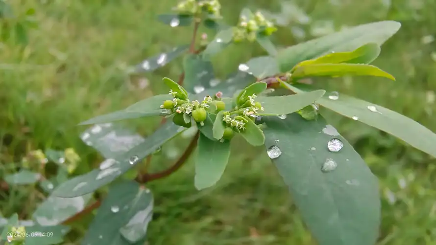 4k植物壁纸 - 绿色 - 电脑壁纸 - wallpaper「哲风壁纸」