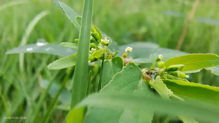 4k植物壁纸 - 绿色 - 电脑壁纸 - wallpaper「哲风壁纸」 4k植物壁纸 - 绿色 - 电脑壁纸 - wallpaper「哲风壁纸」