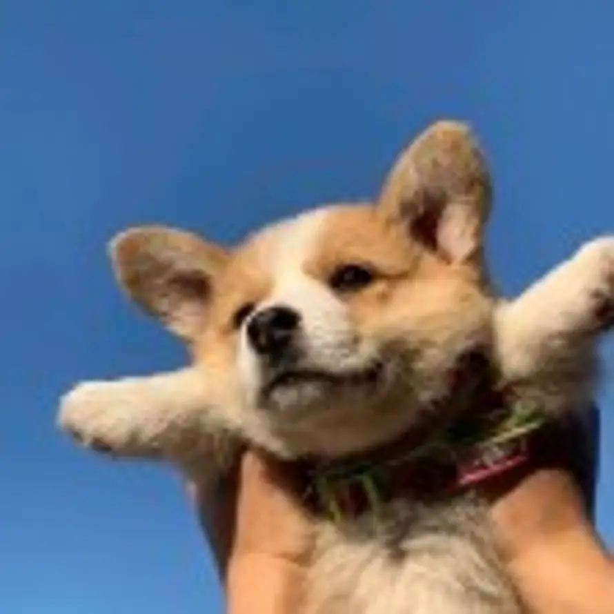 点点的头像