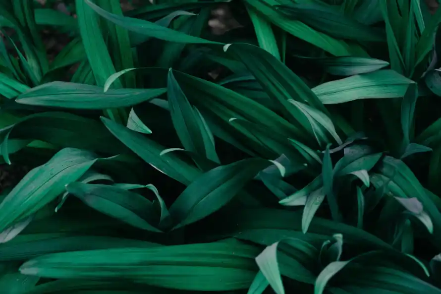 4k绿叶壁纸 - 草丛 - 电脑壁纸 - wallpaper「哲风壁纸」