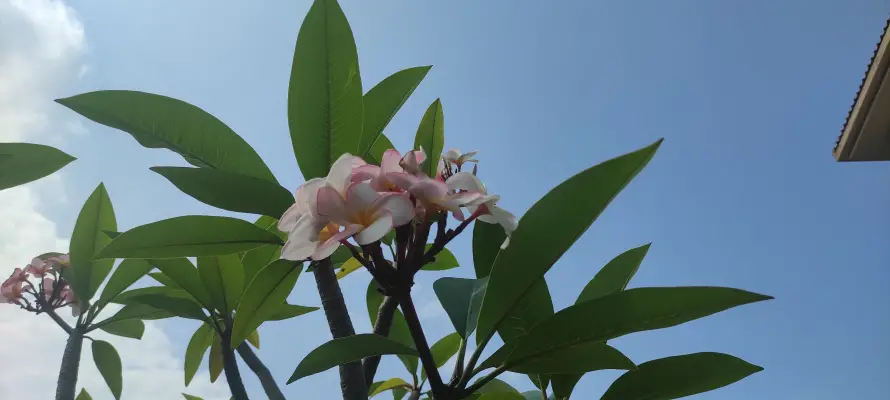 4k蓝天壁纸 - 花 - 电脑壁纸 - wallpaper「哲风壁纸」