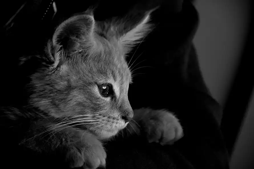 4k可爱壁纸 - 猫 - 电脑壁纸 - wallpaper「哲风壁纸」
