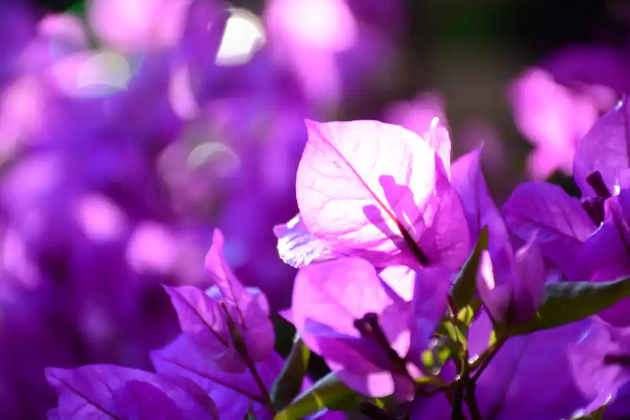 4k三角梅壁纸 - 花 - 电脑壁纸 - wallpaper「哲风壁纸」