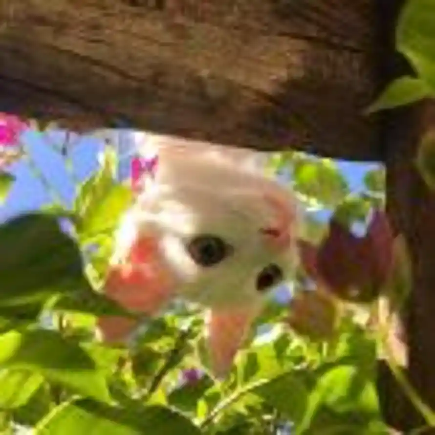 妙蛙猫的头像
