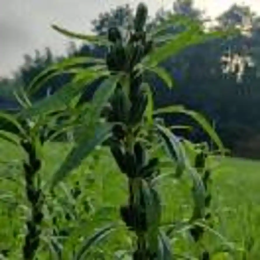芝麻开门的头像