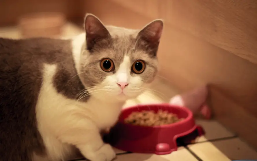 4k动物壁纸 - 猫 - 电脑壁纸 - wallpaper「哲风壁纸」 4k动物壁纸 - 猫 - 电脑壁纸 - wallpaper「哲风壁纸」
