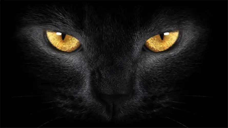 2k神秘壁纸-黑猫壁纸和酷炫-壁纸推荐「哲风壁纸」