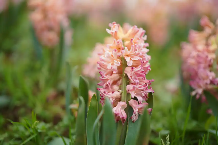 4k植物壁纸 - 花 - 风信子 - 粉色花朵「哲风壁纸」 4k植物壁纸 - 花 - 风信子 - 粉色花朵「哲风壁纸」