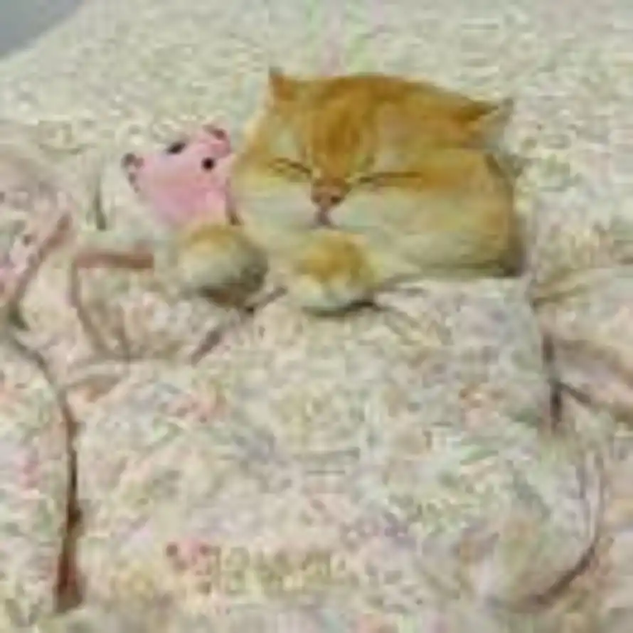 💤睡个懒觉ovo³的头像