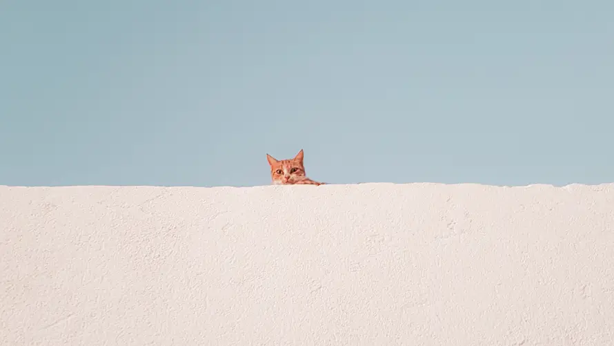 4k极简壁纸 - 猫 - 清新 - 背景「哲风壁纸」