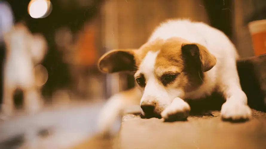 4k可爱壁纸 - 犬 - 狗狗 - 萌宠「哲风壁纸」