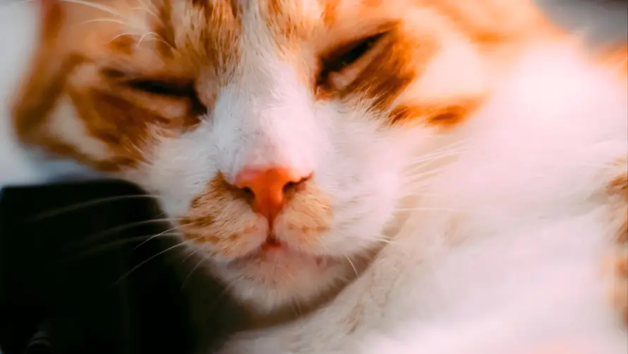 4k猫咪壁纸 - 猫猫 - 萌猫 - 可爱猫「哲风壁纸」