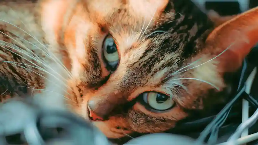 4k宠物壁纸 - 猫咪 - 猫猫 - 萌猫「哲风壁纸」