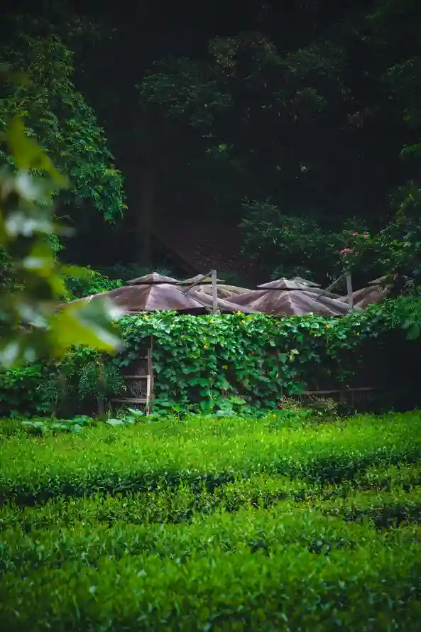 4k屋舍壁纸 - 山林 - 山野 - 绿植「哲风壁纸」