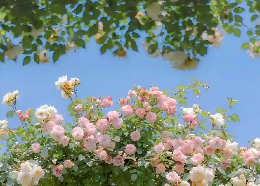 4k玫瑰壁纸 - 绿植 - 花卉 - 花海「哲风壁纸」