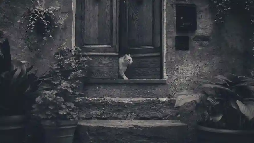 4k回忆壁纸 - 猫 - 回忆元素 - 怀旧场景「哲风壁纸」