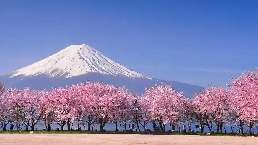 4k樱花壁纸 - 雪山 - 富士山 - 春季景色「哲风壁纸」