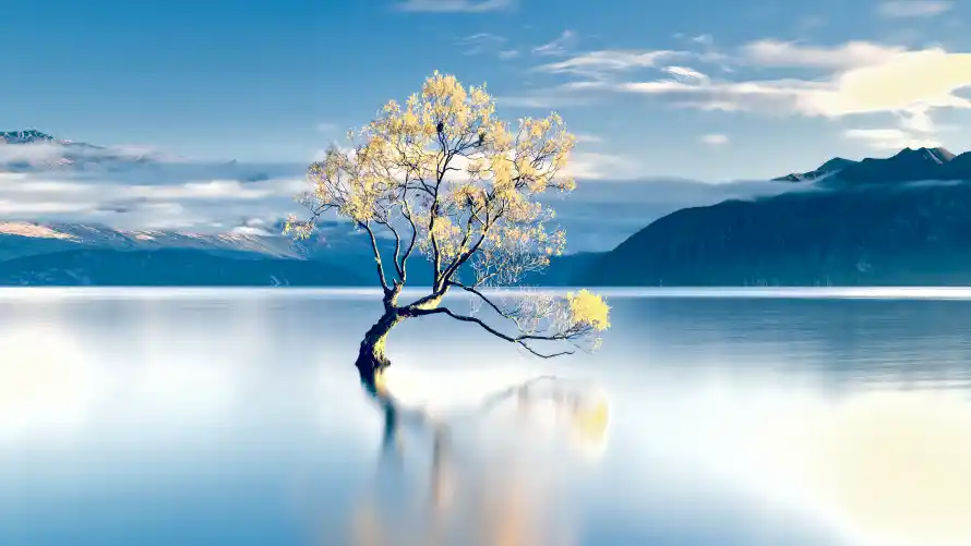 4k孤树壁纸-背景与湖景-壁纸分享「哲风壁纸」