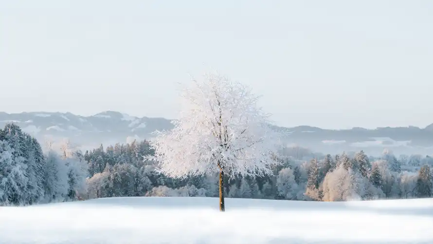 4k森林壁纸 - 雪景 - 冬日景色 - 自然风光「哲风壁纸」
