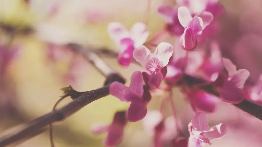 4k花卉壁纸 - 花 - 花枝 - 风景「哲风壁纸」