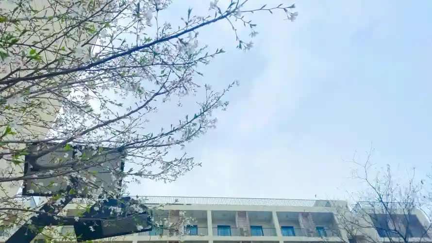 4k天空壁纸 - 花 - 建筑 - 春日「哲风壁纸」 4k天空壁纸 - 花 - 建筑 - 春日「哲风壁纸」