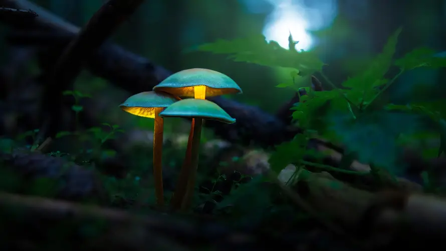 4k壁纸壁纸 - 梦幻 - 背景 - 蘑菇「哲风壁纸」