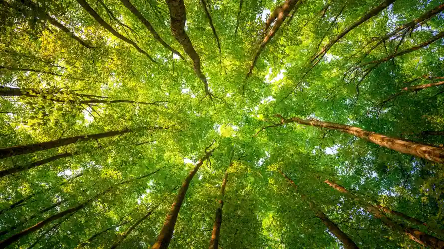 4k壁纸壁纸 - 森林 - 森林景观 - 森林背景「哲风壁纸」