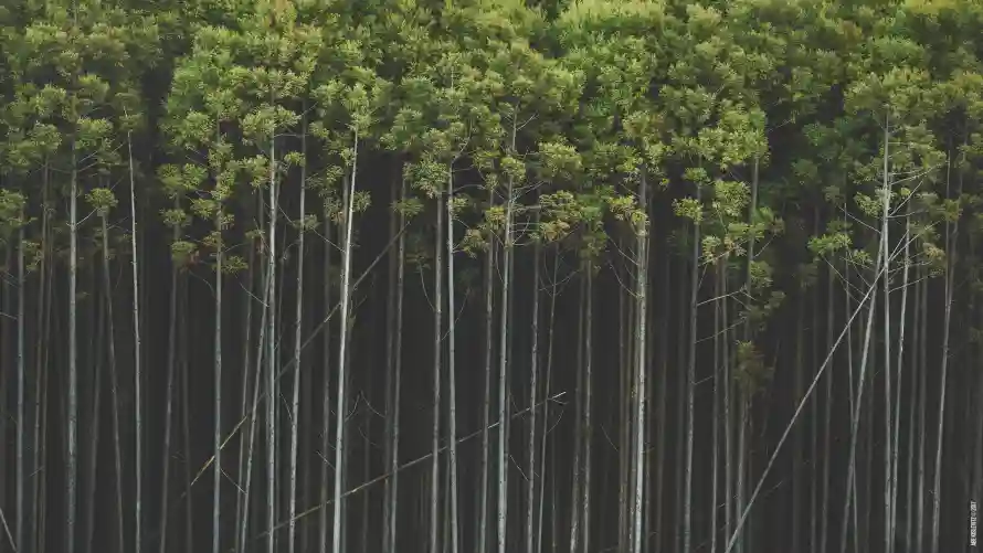 4k壁纸壁纸 - 林木 - 森林 - 背景「哲风壁纸」