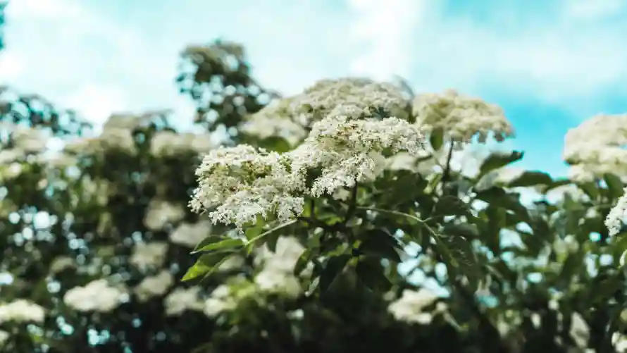 4k壁纸壁纸 - 花 - 植物 - 白花「哲风壁纸」 4k壁纸壁纸 - 花 - 植物 - 白花「哲风壁纸」