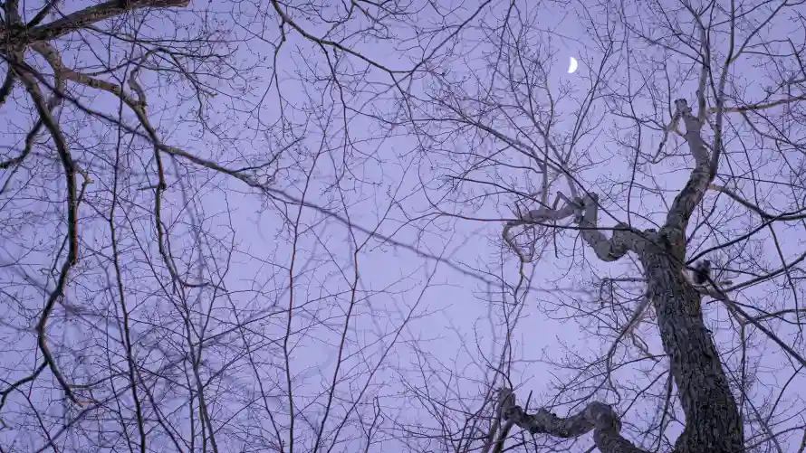 4k壁纸壁纸 - 夜空 - 树枝 - 背景「哲风壁纸」