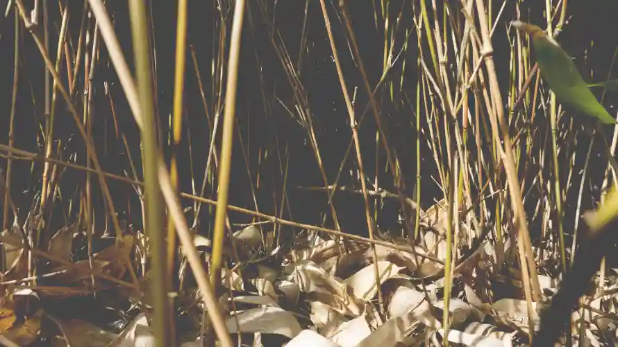 4k壁纸壁纸 - 植物 - 背景 - 自然「哲风壁纸」