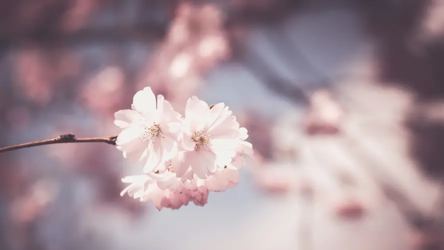 4k壁纸壁纸 - 花 - 樱花 - 花卉「哲风壁纸」