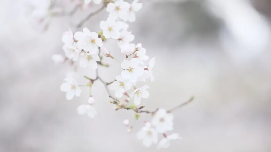 4k壁纸壁纸 - 花 - 春日 - 樱花「哲风壁纸」