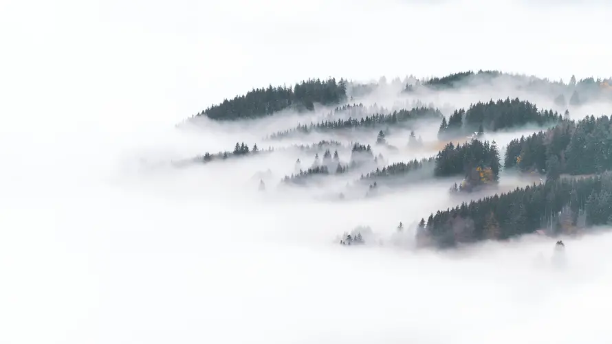 4k森林壁纸 - 雾 - 自然 - 雾景「哲风壁纸」