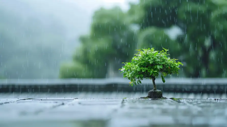 6k树木壁纸-庭院雨景 - 雨-雨中树木免费下载「哲风壁纸」