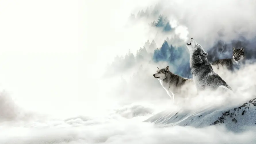 4k动物壁纸 - 狼群 - 自然 - 雪山「哲风壁纸」