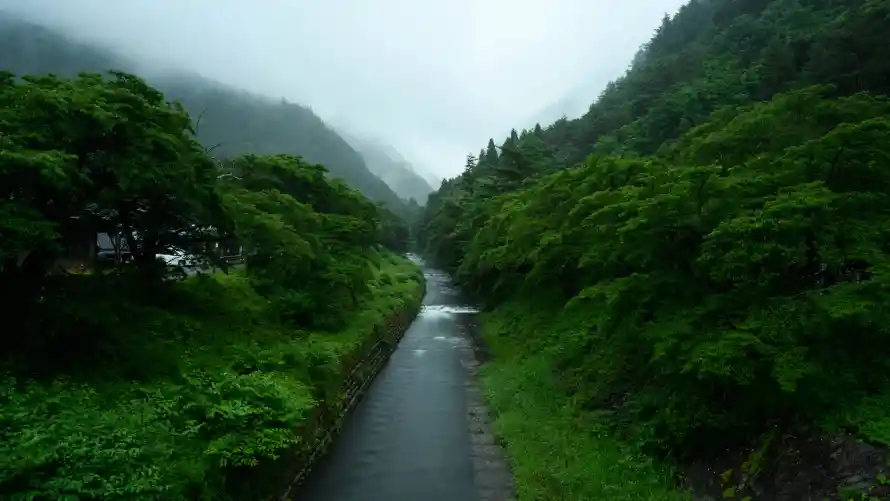 5k森林壁纸-自然风景和清新-免费下载「哲风壁纸」