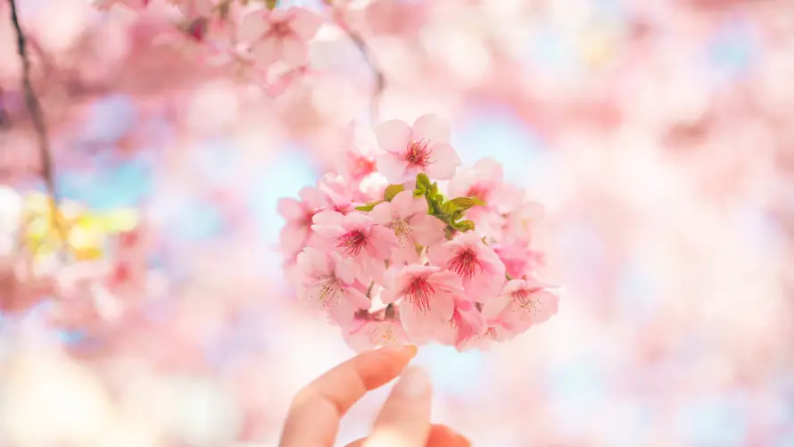 4k春日壁纸-手捧樱花 - 花卉-免费下载「哲风壁纸」
