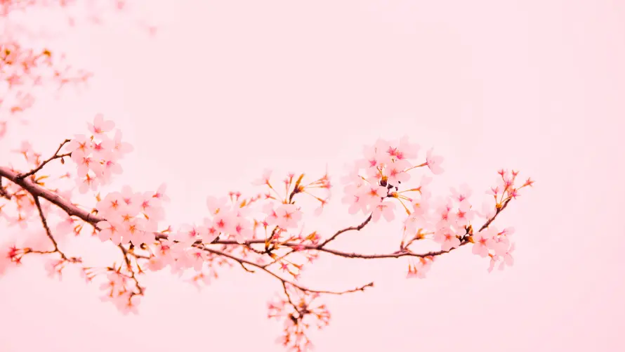 4k樱花壁纸 - 花 - 烂漫 - 花卉「哲风壁纸」