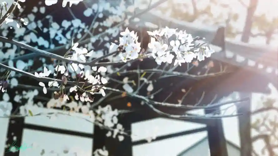 4k动漫壁纸 - 花 - 背景 - 花枝「哲风壁纸」 4k动漫壁纸 - 花 - 背景 - 花枝「哲风壁纸」