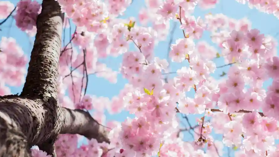 4k樱花壁纸 - 花枝 - 蓝天 - 风景「哲风壁纸」 4k樱花壁纸 - 花枝 - 蓝天 - 风景「哲风壁纸」
