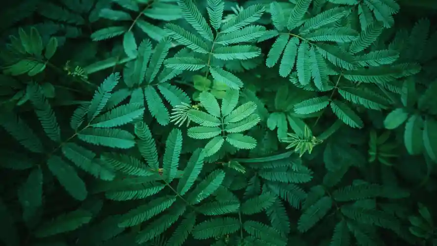 4k植物壁纸 - 清新 - 绿叶 - 绿意「哲风壁纸」