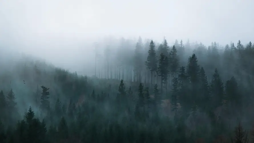 4k意境壁纸 - 森林 - 自然 - 风景「哲风壁纸」